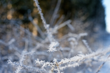 Trees and vegetation covered in ice crystals on a freezing winter's day.