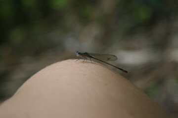 Dragonfly on a leg and on a blurred background