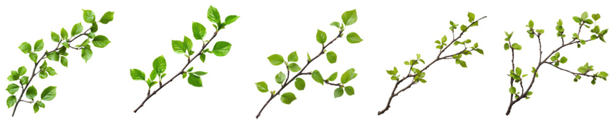 Obraz premium Spring branches with green leaves isolated transparent background set of six botanical illu