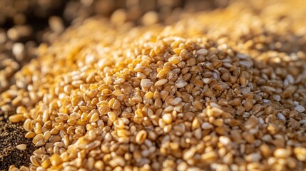 Obraz premium Close-up of golden wheat grains resting in the earth, sunlight casting a warm glow on the soil, symbolizing nature's abundance