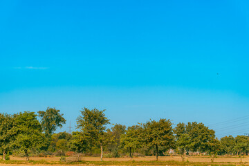 Beautiful Outdoor View of Trees and Nature