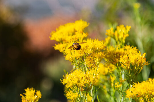 Back view of bumblebee flying over Ericameria nauseosa&nbsp;yellow flowers in bloom in the fall during a sunny day, Colorado, USA