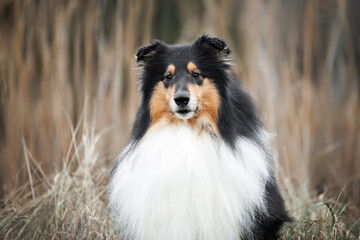 tricolor rough collie dog portrait outdoors