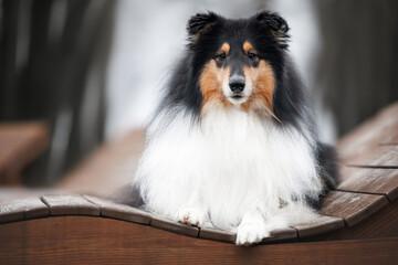 tricolor rough collie dog lying outdoors on wooden bench