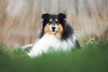 young tricolor rough collie dog lying on grass outdoors