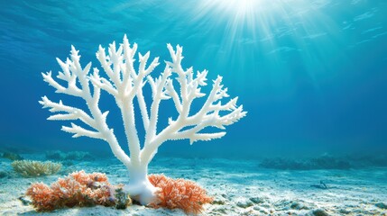 A bleached coral reef, devoid of its vibrant colors and marine life, depicting the devastating effects of ocean warming and acidification on coral ecosystems.