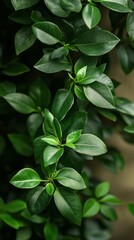 Fototapeta premium beautiful useful plants
