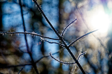 Trees and vegetation covered in ice crystals on a freezing winter's day.