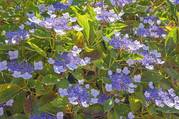 Beautiful Hydrangea flowers ( Hydrangea aspera )  in garden on sunny summer day