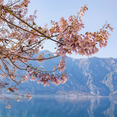 Beautiful pink flowers of Paulownia tomentosa tree on sunny spring day. Montenegro, Kotor Bay