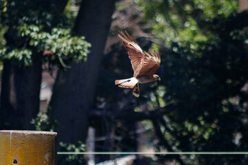 Aguilucho en vuelo con presa atrapada