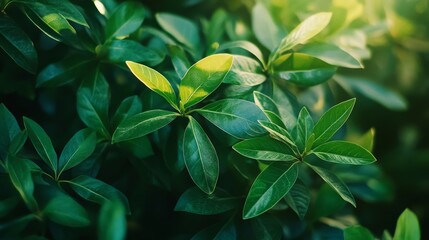 Obraz premium beautiful useful plants