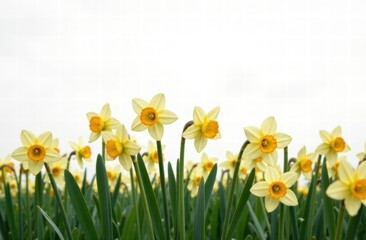 Fototapeta premium spring floral background. field of blooming daffodils on white. mockup for women's day