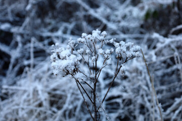 Cow parsley branches covered in snow 