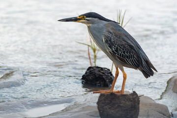 Bihoreau gris, Héron bihoreau,.Nycticorax nycticorax, Black crowned Night Heron