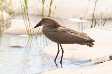 Ombrette africaine,. Scopus umbretta, Hamerkop, Afrique du Sud