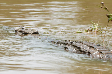 libellule, Crocodile du Nil , Crocodylus niloticus, Afrique du Sud