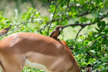 Piqueboeuf à bec rouge,.Buphagus erythrorhynchus, Red billed Oxpecker, Impala, Aepyceros melampus,...
