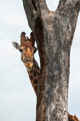 Girafe du Cap, Girafe d'Afrique du Sud, Giraffa camelopardalis giraffa, giraffa giraffa giraffa, Parc national Kruger, Afrique du Sud