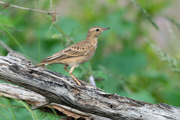Pipit du Vaal,.Anthus vaalensis, Buffy Pipit, Afrique du Sud