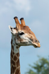 Girafe du Cap, Girafe d'Afrique du Sud, Giraffa camelopardalis giraffa, giraffa giraffa giraffa, Parc national Kruger, Afrique du Sud