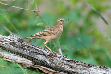 Pipit du Vaal,.Anthus vaalensis, Buffy Pipit, Afrique du Sud