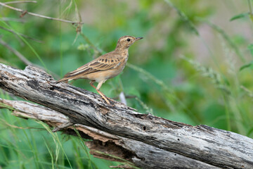 Pipit du Vaal,.Anthus vaalensis, Buffy Pipit, Afrique du Sud