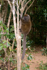 Hapalémur gris, lémurien, Hapalemur griseus, Madagascar