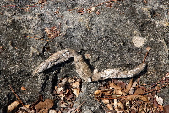 fossa, crotte, cryptoprocta ferox, Madagascar