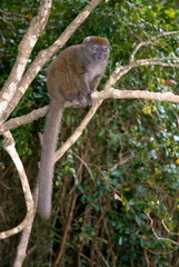 Hapalémur gris, lémurien, Hapalemur griseus, Madagascar