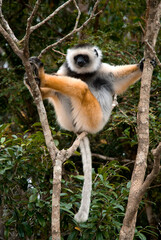 Propithèque à diadème, Propithecus diadema, Lémurien, Madagascar