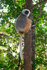 Propithèque à diadème, Propithecus diadema, Lémurien, Madagascar