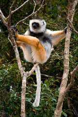 Propithèque à diadème, Propithecus diadema, Lémurien, Madagascar