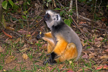 Propithèque à diadème, Propithecus diadema, Lémurien, Madagascar