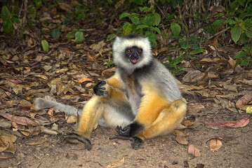 Propithèque à diadème, Propithecus diadema, Lémurien, Madagascar