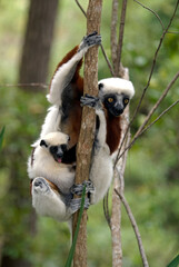 Propithèque de Coquerel, Sifaka de Coquerel, Lémurien, Propithecus coquereli, Madagascar
