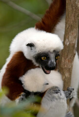Propithèque de Coquerel, Sifaka de Coquerel, Lémurien, Propithecus coquereli, Madagascar