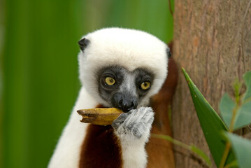 Propithèque de Coquerel, Sifaka de Coquerel, Lémurien, Propithecus coquereli, Madagascar
