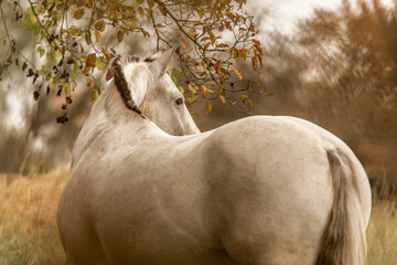 Autumnal portrait of an appaloosa mare outdoors
