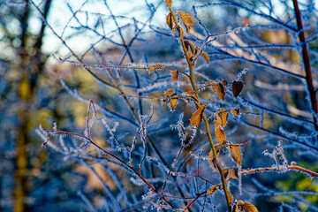 Trees and vegetation covered in ice crystals on a freezing winter's day.