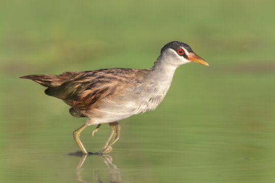 Wild white-browed crake (Poliolimnas cinereus) wading rapidly across a shallow lagoon in far north Queensland, Australia