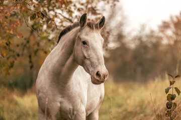 Obraz premium Autumnal portrait of an appaloosa mare outdoors