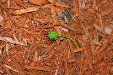 Green chestnut fruit on wet wood shavings