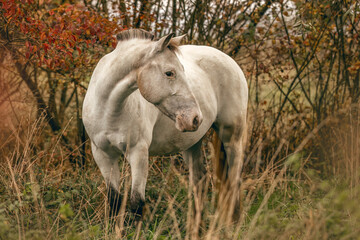 Obraz premium Autumnal portrait of an appaloosa mare outdoors