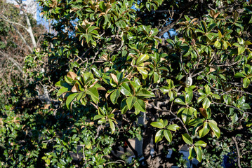 Magnolia grandiflora tree in Barcelona