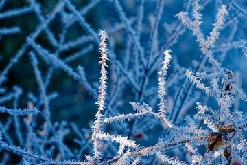 Trees and vegetation covered in ice crystals on a freezing winter's day.