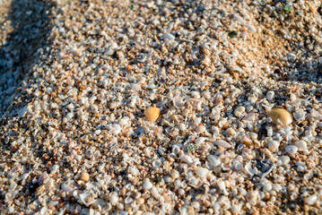 Shells are piled up on the beach. Background and texture.