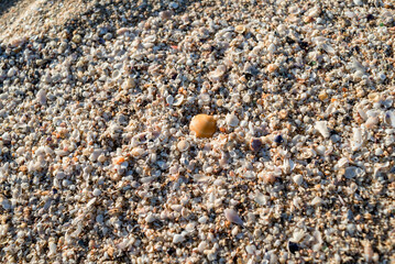 Shells are piled up on the beach. Background and texture.