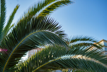 Palm trees against a blue sky.