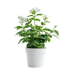 Obraz premium Gardening tips for houseplants cultivating flowering Jasmine isolated on white background and transparent background for your house garden plant nook